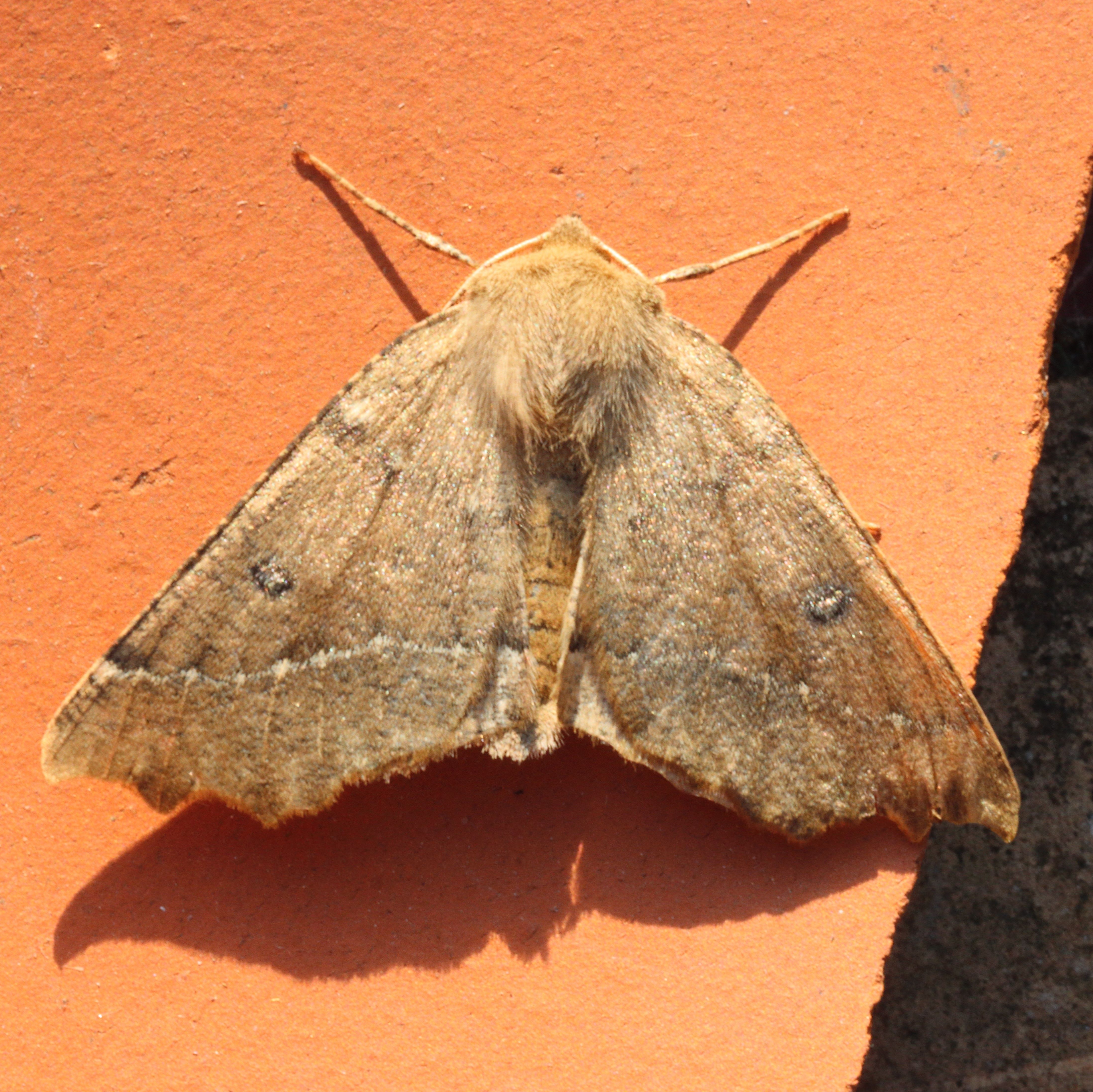 Photo of Scalloped Hazel (Odontopera bidentata)